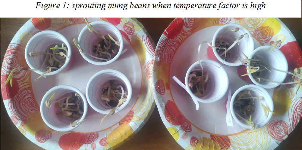 A picture containing table, cup, coffee, food

Description automatically generated,Figure 1: sprouting mung beans when temperature factor is high